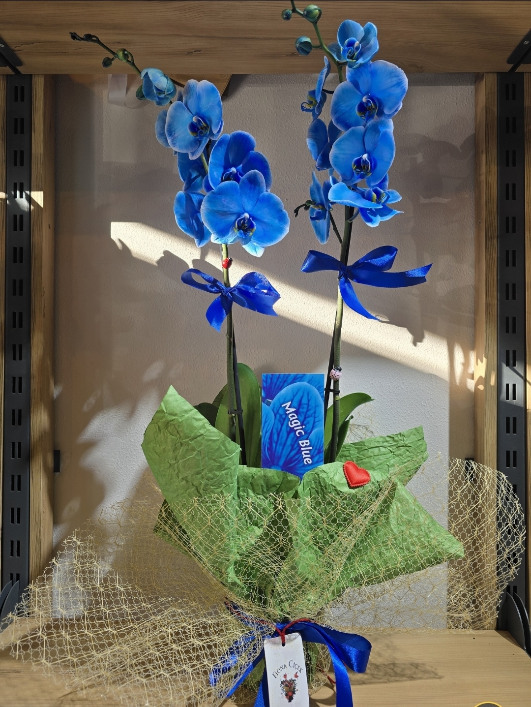 SAKSILI ÇİÇEK ÇESİTLERİ